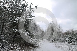 Beautiful winter landscape in snowy forest. Beautiful Christmas trees in a snowdrift and snowflakes. Stock photo for new year