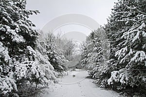 Beautiful winter landscape in snowy forest. Beautiful Christmas trees in a snowdrift and snowflakes. Stock photo for new year