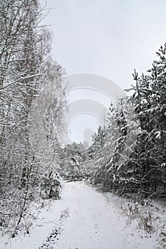 Beautiful winter landscape in snowy forest. Beautiful Christmas trees in a snowdrift and snowflakes. Stock photo for new year