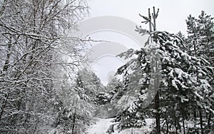 Beautiful winter landscape in snowy forest. Beautiful Christmas trees in a snowdrift and snowflakes. Stock photo for new year