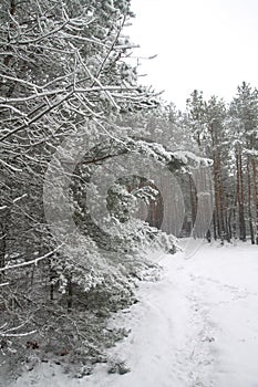 Beautiful winter landscape in snowy forest. Beautiful Christmas trees in a snowdrift and snowflakes. Stock photo for new year