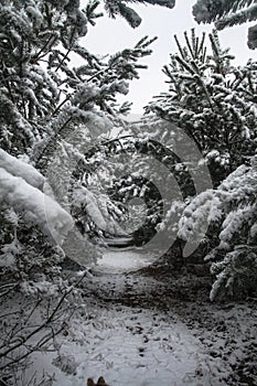 Beautiful winter landscape in snowy forest. Beautiful Christmas trees in a snowdrift and snowflakes. Stock photo for new year