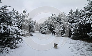 Beautiful winter landscape in snowy forest. Beautiful Christmas trees in a snowdrift and snowflakes. Stock photo for new year