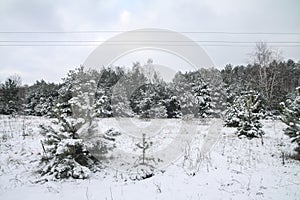 Beautiful winter landscape in snowy forest. Beautiful Christmas trees in a snowdrift and snowflakes. Stock photo for new year