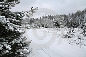 Beautiful winter landscape in snowy forest. Beautiful Christmas trees in a snowdrift and snowflakes. Stock photo for new year