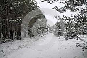 Beautiful winter landscape in snowy forest. Beautiful Christmas trees in a snowdrift and snowflakes. Stock photo for new year