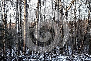 Beautiful winter landscape in snowy forest. Beautiful Christmas trees in a snowdrift and snowflakes. Stock photo for new year