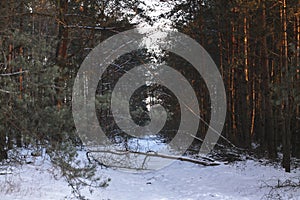 Beautiful winter landscape in snowy forest. Beautiful Christmas trees in a snowdrift and snowflakes. Stock photo for new year