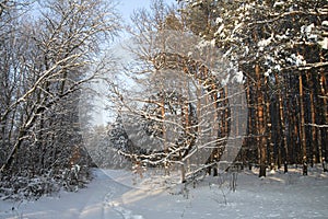 Beautiful winter landscape in snowy forest. Beautiful Christmas trees in a snowdrift and snowflakes. Stock photo for new year