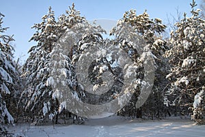 Beautiful winter landscape in snowy forest. Beautiful Christmas trees in a snowdrift and snowflakes. Stock photo for new year