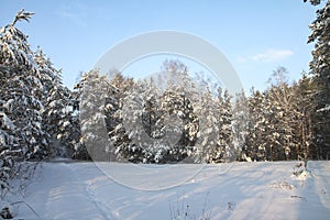 Beautiful winter landscape in snowy forest. Beautiful Christmas trees in a snowdrift and snowflakes. Stock photo for new year