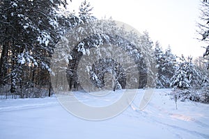 Beautiful winter landscape in snowy forest. Beautiful Christmas trees in a snowdrift and snowflakes. Stock photo for new year