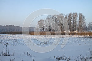 Beautiful winter landscape in snowy forest. Beautiful Christmas trees in a snowdrift and snowflakes. Stock photo for new year