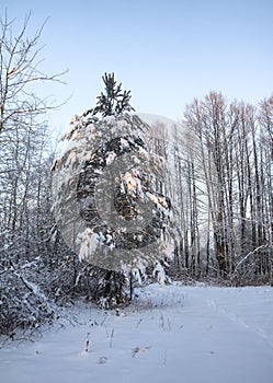 Beautiful winter landscape in snowy forest. Beautiful Christmas trees in a snowdrift and snowflakes. Stock photo for new year