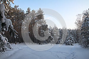 Beautiful winter landscape in snowy forest. Beautiful Christmas trees in a snowdrift and snowflakes. Stock photo for new year