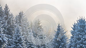Krásna zimná krajina zasnežených smrekov v hmle
