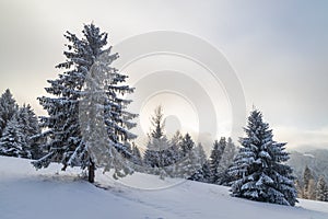 Beautiful winter landscape of snowy spruce trees in fog