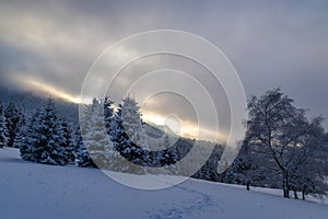 Beautiful winter landscape of snowy spruce trees