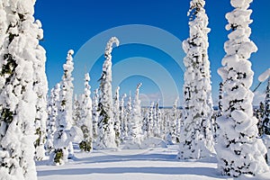 Beautiful winter landscape with snowy trees in Lapland, Finland. Frozen forest in winter. photo