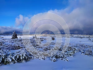 Beautiful winter landscape. Sunny day, blue sky, white clouds, snow covers small trees.