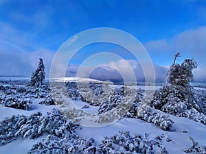 Beautiful winter landscape. Sunny day, blue sky, white clouds, snow covers small trees