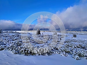 Beautiful winter landscape. Sunny day, blue sky, white clouds, snow covers small trees