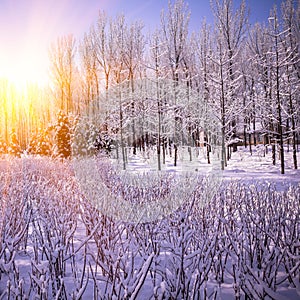 Beautiful winter landscape at sunset