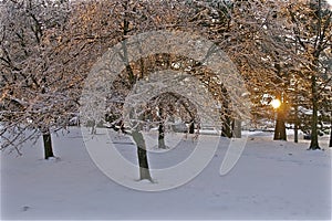 Beautiful winter landscape at sunset. Trees, snow