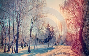 Beautiful winter landscape sunset in winter