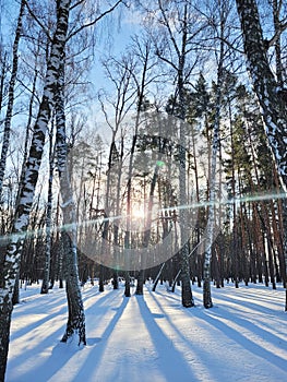 Beautiful winter landscape with sunset in a winter park with pine and birch trees