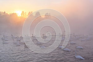 Swans lake mist winter sunset