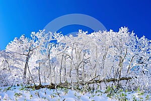 Beautiful Winter landscape, Trees covered with white snow.
