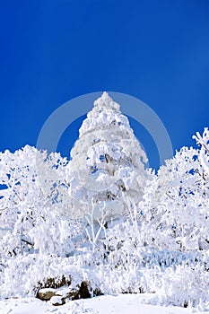 Beautiful Winter landscape, Trees covered with white snow.