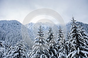 Beautiful winter landscape with trees unde heavy snow photo