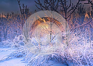 Beautiful winter landscape winter fairy tale snow-covered trees in the snow glow in the setting sun