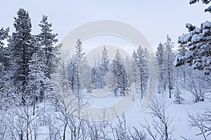 Beautiful winter landscape, winter forest covered with snow, trees in hoarfrost, winter fairy tale