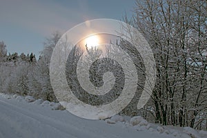 Winter morning, moon behind trees, moonlit, snow covered trees, colorful sky