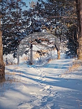 Beautiful winter morning in the pine forest with footprints in the snow and sunlight creeping through the trees