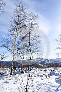 Beautiful winter mountain landscape with clear blue sky and snowy trees. Opawskie Mountains, Poland