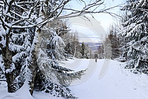 Beautiful winter mountain landscape with clear blue sky and snowy trees. Opawskie Mountains, Poland