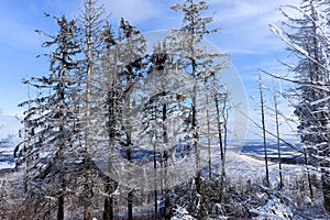 Beautiful winter mountain landscape with clear blue sky and snowy trees. Opawskie Mountains, Poland