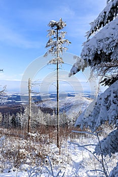 Beautiful winter mountain landscape with clear blue sky and snowy trees. Opawskie Mountains, Poland