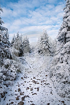 Beautiful winter mountain landscape middle of the forest. Trees covered by snow in the sunshine.