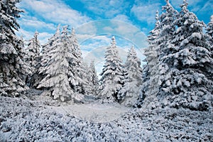 Beautiful winter mountain landscape middle of the forest. Trees covered by snow in the sunshine.