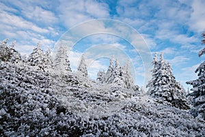 Beautiful winter mountain landscape middle of the forest. Trees covered by snow in the sunshine.