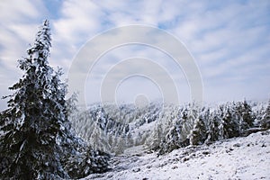 Beautiful winter mountain landscape middle of the forest. Trees covered by snow in the sunshine.