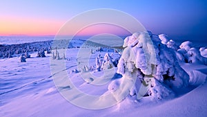 Beautiful winter mountain landscape with snowed tree at sunrise lighting