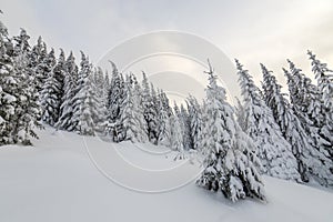 Beautiful winter mountain landscape. Tall spruce trees covered with snow in winter forest and cloudy sky background