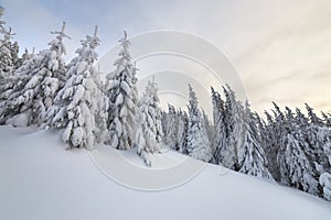 Beautiful winter mountain landscape. Tall spruce trees covered with snow in winter forest and cloudy sky background