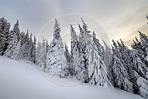 Beautiful winter mountain landscape. Tall spruce trees covered with snow in winter forest and cloudy sky background